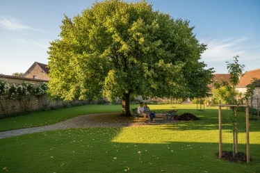Tilleul au jardin : Les inconvénients et avantages à connaître - Image 1