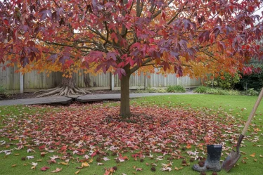 Liquidambar : Inconvénients et problèmes courants de cet arbre - Image 1