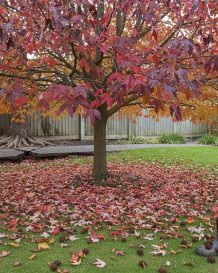 Liquidambar : Inconvénients et problèmes courants de cet arbre - Image 1