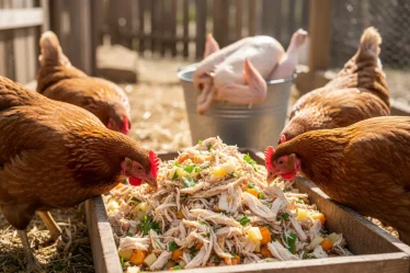 Peut-on donner une carcasse de poulet aux poules ? La réponse - Image 1