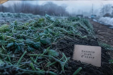 Engrais vert hiver : semis de fin août à octobre pour protéger le sol
