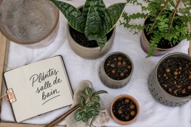 Plantes faciles pour salle de bain : fougère de Boston et sansevieria, ambiance humide