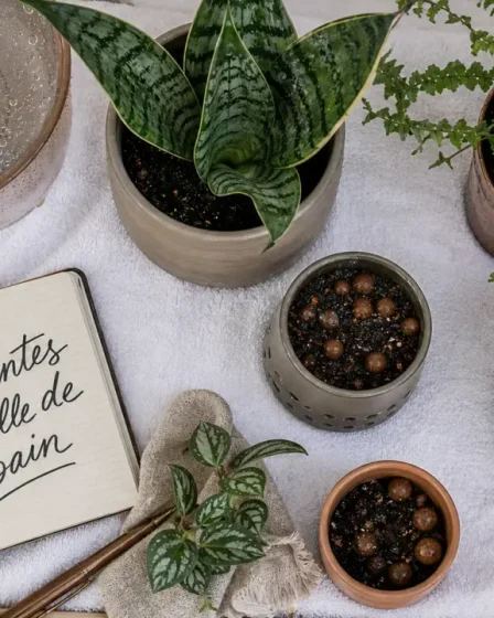 Plantes faciles pour salle de bain : fougère de Boston et sansevieria, ambiance humide