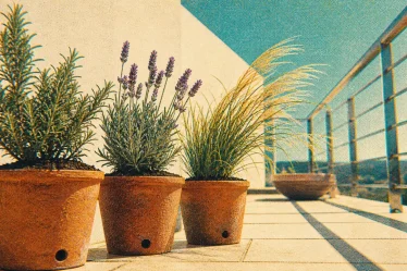 Plantes pour terrasse ensoleillée en pots : romarin et lavande au soleil plein sud