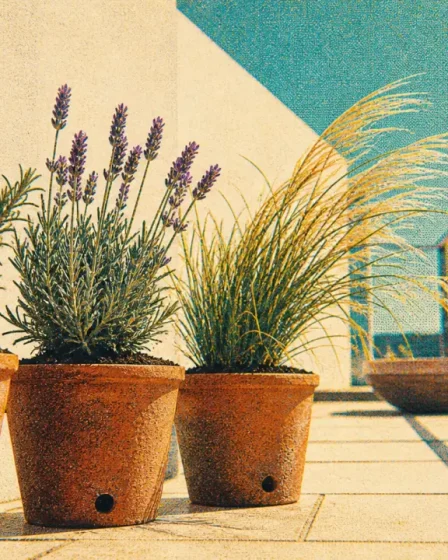 Plantes pour terrasse ensoleillée en pots : romarin et lavande au soleil plein sud