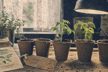 Quand semis tomates : jeunes plants en godets sous lampe