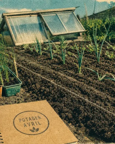 Que planter en avril au potager : laitues, poireaux et oignons, sous abri et en pleine terre