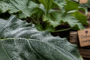 Feuille de courgette avec traitement oidium courgette et voile blanc
