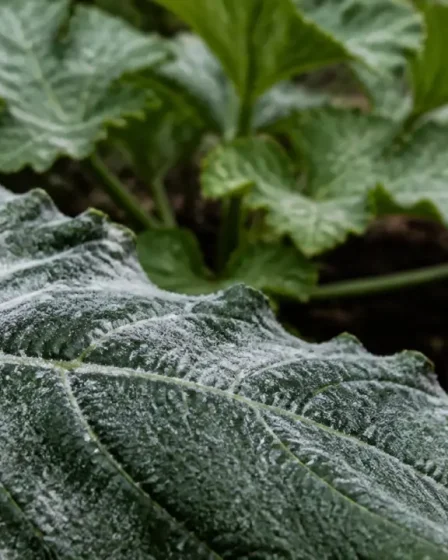 Feuille de courgette avec traitement oidium courgette et voile blanc