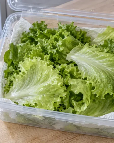 Conserver la salade au frigo : feuilles bien essorées